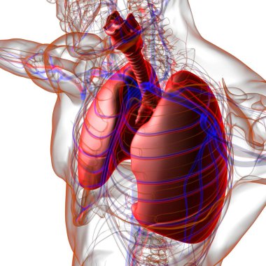 Tıbbi Konsept 3 boyutlu Resim İçin Akciğerler İnsan Solunum Sistemi Anatomisi