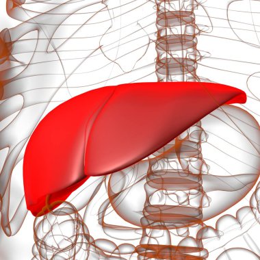 Karaciğer 3D Görüntü İnsan Sindirim Sistemi Anatomisi Tıbbi Konsept İçin