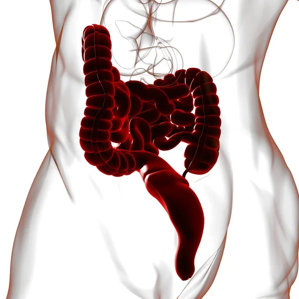 Anatomia Humana Sistema Digestivo Ilustração Intestino Pequeno Grande Para Conceito — Fotografia de Stock