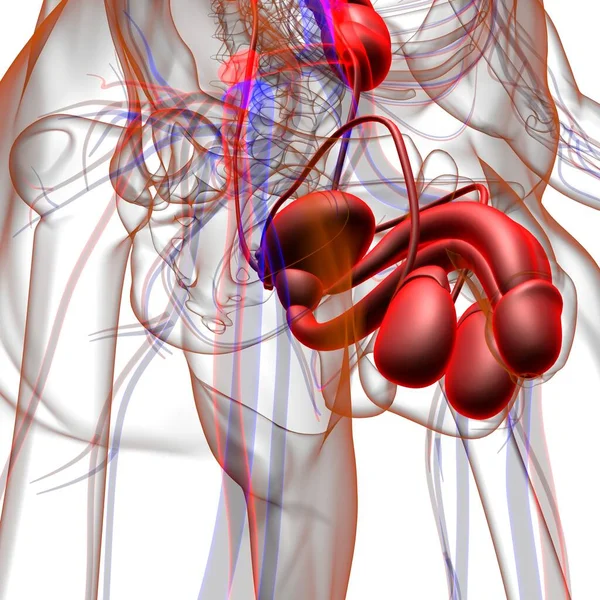 Anatomia Del Sistema Riproduttivo Maschile Concetto Medico Illustrazione — Foto Stock