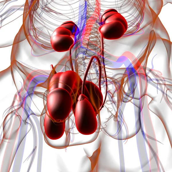 Anatomia Sistema Reprodutivo Masculino Para Ilustração Médica Conceito — Fotografia de Stock