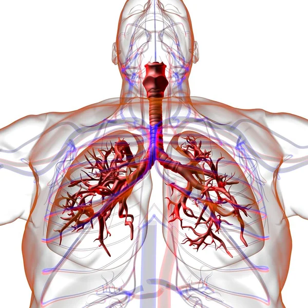 Płuca Ludzki Układ Oddechowy Anatomia Dla Medycznej Koncepcji Ilustracja — Zdjęcie stockowe