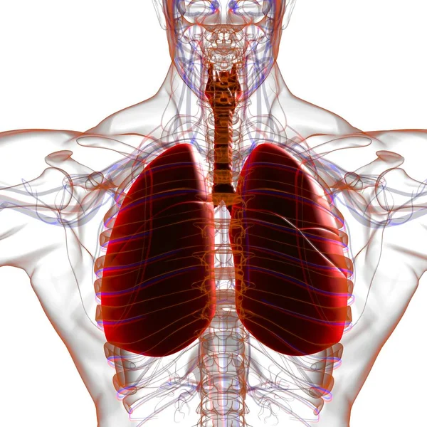 Longen Human Respiratory System Anatomie Voor Medisch Concept Illustratie — Stockfoto