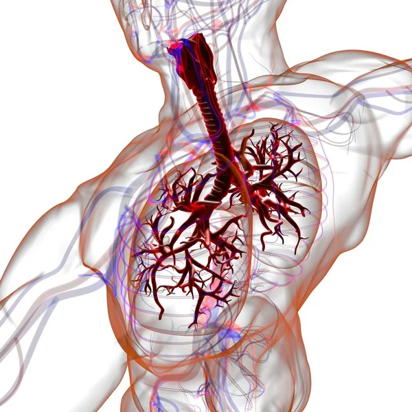 Lungen Human Respiratory System Anatomie Für Medizinisches Konzept Illustration — Stockfoto