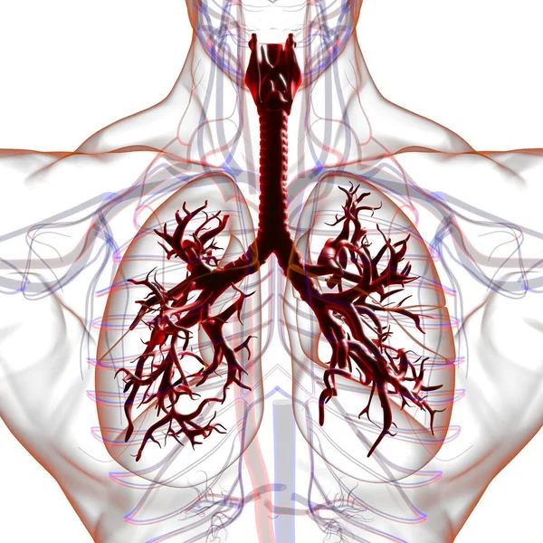 Longen Human Respiratory System Anatomie Voor Medisch Concept Illustratie — Stockfoto