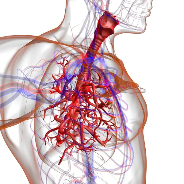 Lungen Human Respiratory System Anatomie Für Medizinisches Konzept Illustration — Stockfoto