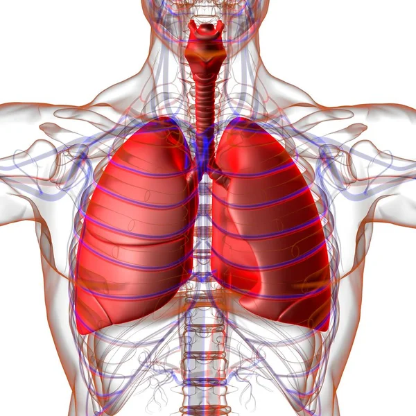 Anatomía Del Sistema Respiratorio Humano Los Pulmones Para Ilustración Del — Foto de Stock