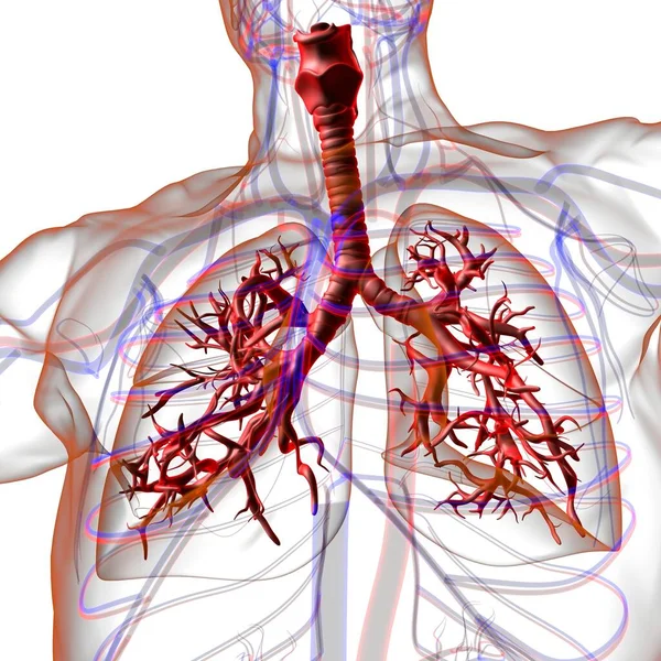 Anatomía Del Sistema Respiratorio Humano Los Pulmones Para Ilustración Del —  Fotos de Stock