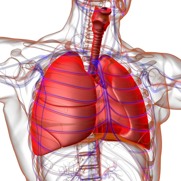 Lungor Människans Andningssystem Anatomi För Medicinska Begreppet Illustration — Stockfoto