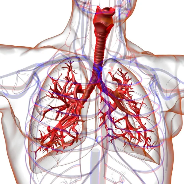 Anatomia Humana Sistema Respiratório Dos Pulmões Para Ilustração Médica Conceito — Fotografia de Stock