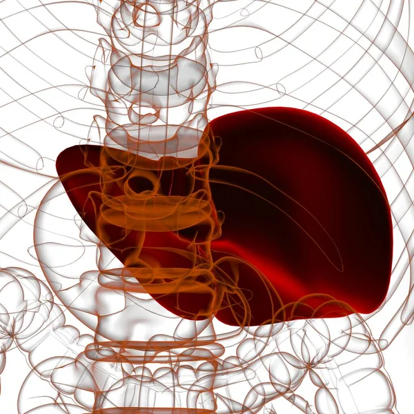 Liver Illustration Human Digestive System Anatomy Medical Concept — 스톡 사진