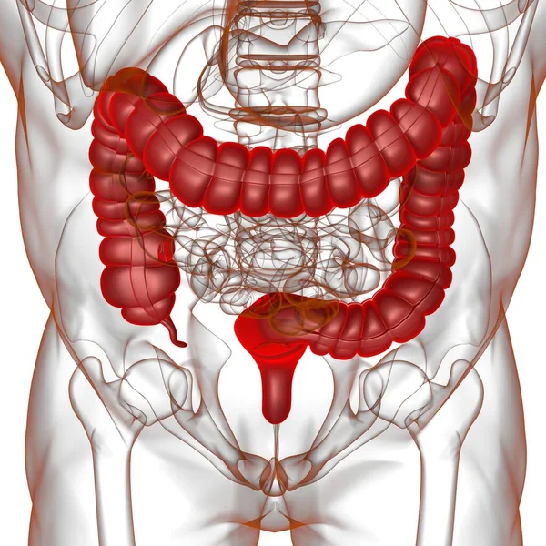 Jelito Grube Ilustracja Anatomia Układu Pokarmowego Człowieka Dla Koncepcji Medycznej — Zdjęcie stockowe