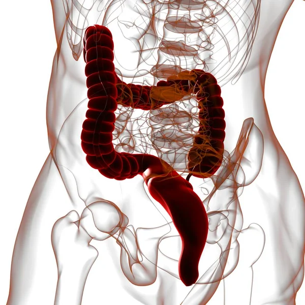 Grote Darm Illustratie Menselijke Spijsvertering Anatomie Voor Medisch Concept — Stockfoto