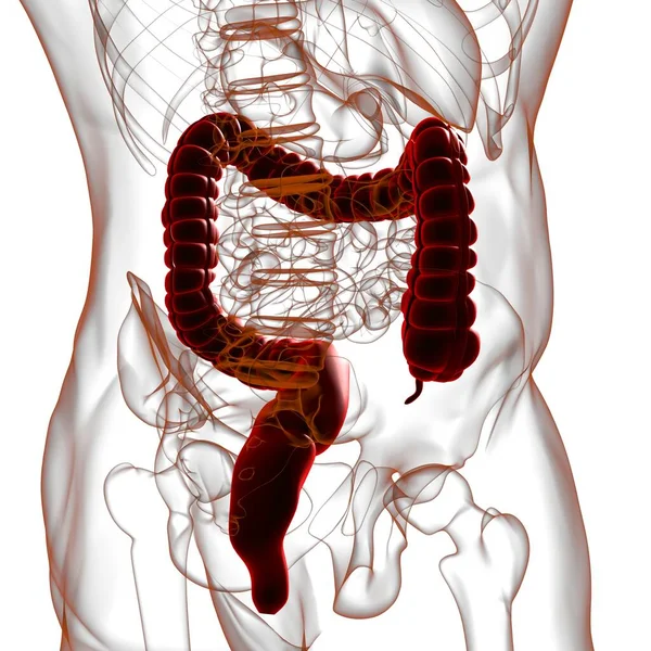 Μεγάλη Intestine Τρισδιάστατη Απεικόνιση Ανθρώπινη Πεπτική Ανατομία Συστημάτων Για Την — Φωτογραφία Αρχείου