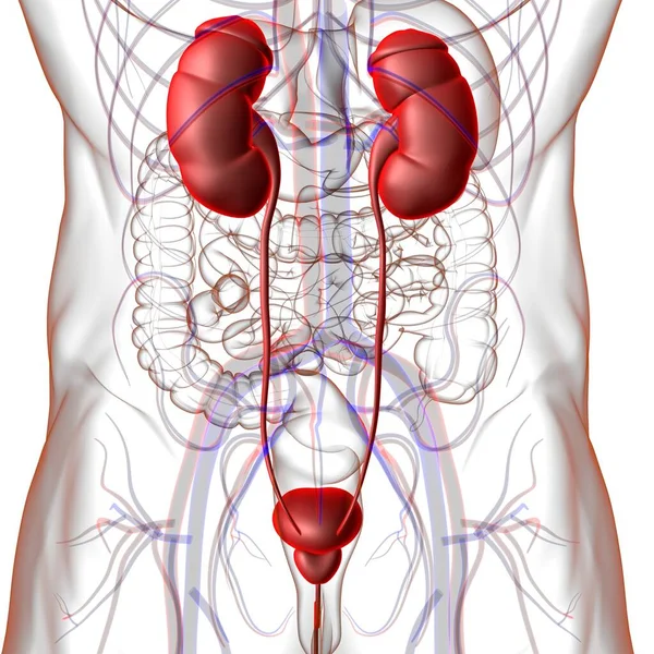 Menselijke Urinewegen Nieren Met Blaasanatomie Voor Medisch Concept Illustratie — Stockfoto