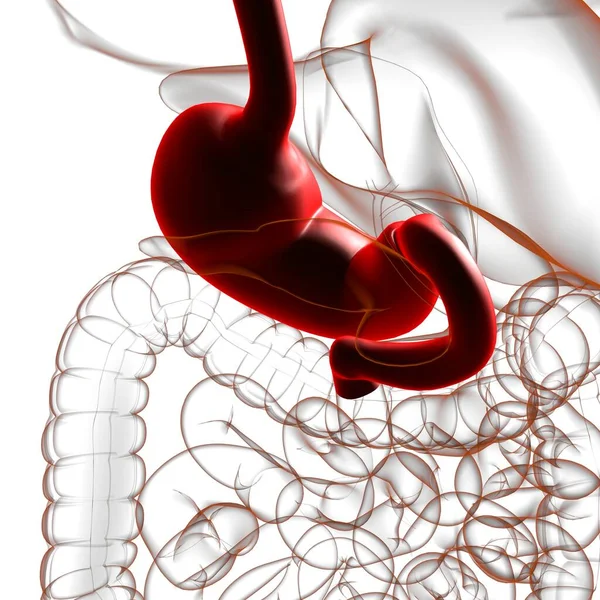胃解剖学 医学的概念のためのヒト消化器系3Dイラスト — ストック写真