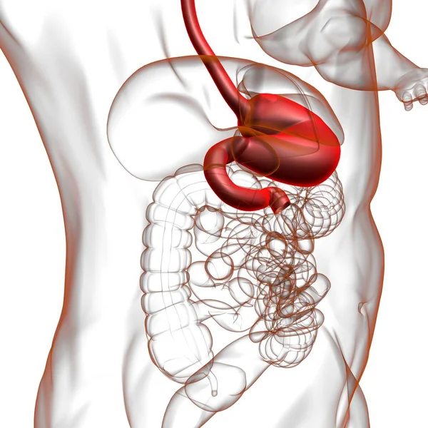 Anatomia Żołądka Ludzki Układ Trawienny Dla Koncepcji Medycznej Ilustracja — Zdjęcie stockowe