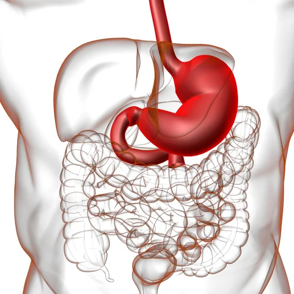 Système Digestif Humain Anatomie Estomac Pour Illustration Concept Médical — Photo