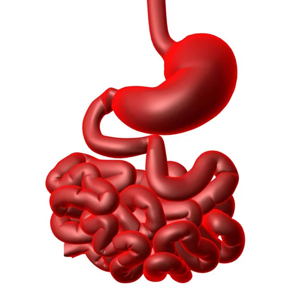 Magenanatomie Humanes Verdauungssystem Für Medizinisches Konzept Illustration — Stockfoto