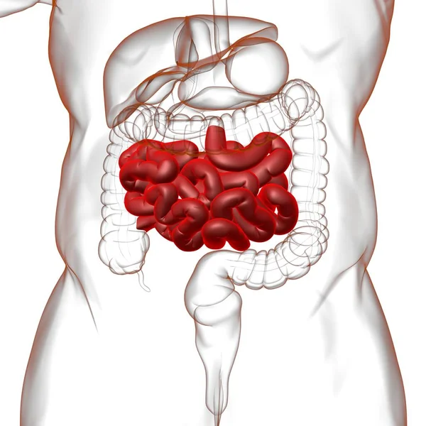 Illustration Intestin Grêle Anatomie Système Digestif Humain Pour Concept Médical — Photo