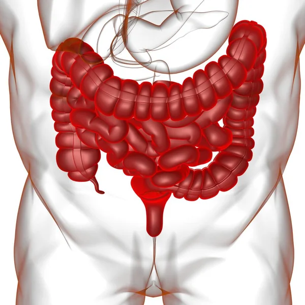 Anatomia Humana Sistema Digestivo Ilustração Intestino Pequeno Grande Para Conceito — Fotografia de Stock