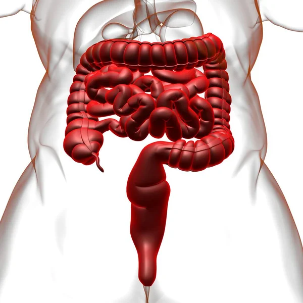 Ilustracja Małych Dużych Jelit Anatomia Układu Pokarmowego Człowieka Dla Koncepcji — Zdjęcie stockowe