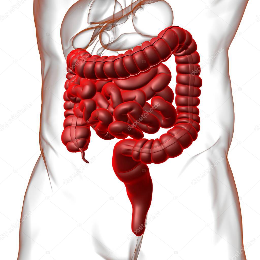 Small and Large Intestine 3D Illustration Human Digestive System Anatomy For Medical Concept