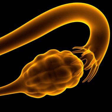 Tıbbi Konsept 3B İllüstrasyon için Kadın Üreme Sistemi Anatomisi