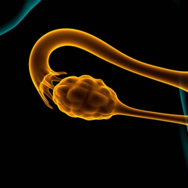 Tıbbi Konsept 3B İllüstrasyon için Kadın Üreme Sistemi Anatomisi