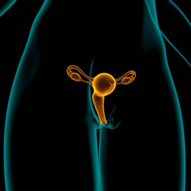 Tıbbi Konsept 3B İllüstrasyon için Kadın Üreme Sistemi Anatomisi