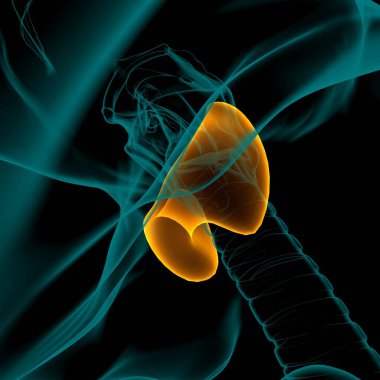 Tiroid Bezi Anatomisi Tıbbi Konsept 3 boyutlu Görüntü