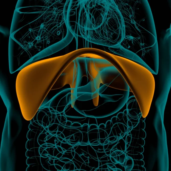 Anatomia Sistema Respiratório Humano Diafragma Para Ilustração Médica Conceito — Fotografia de Stock