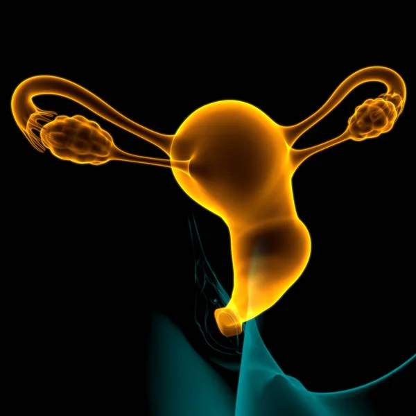 Anatomía Del Sistema Reproductivo Femenino Para Ilustración Del Concepto Médico — Foto de Stock