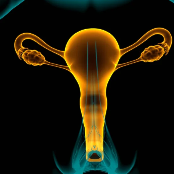Anatomía Del Sistema Reproductivo Femenino Para Ilustración Del Concepto Médico —  Fotos de Stock