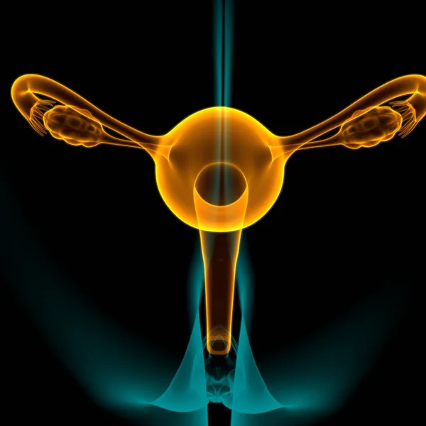 Anatomía Del Sistema Reproductivo Femenino Para Ilustración Del Concepto Médico —  Fotos de Stock
