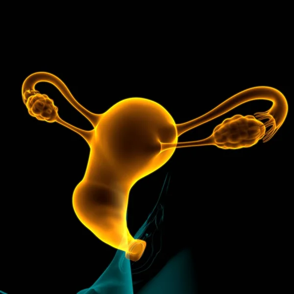 Anatomia Del Sistema Riproduttivo Femminile Concetto Medico Illustrazione — Foto Stock