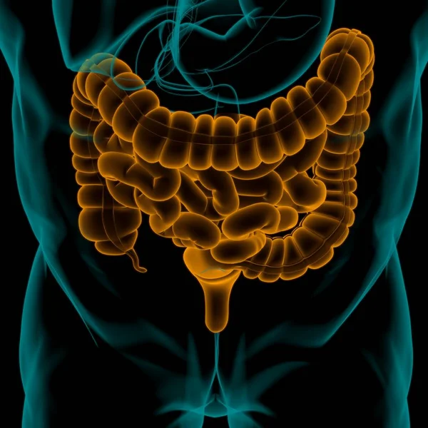 Anatomía Del Sistema Digestivo Humano Ilustración Del Intestino Delgado Grueso — Foto de Stock