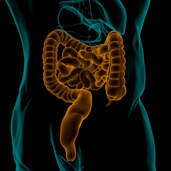 Anatomía Del Sistema Digestivo Humano Ilustración Del Intestino Delgado Grueso — Foto de Stock
