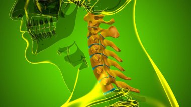 İnsan İskeleti Omurgası Servikal Omurga Anatomisi 3D İllüstrasyon