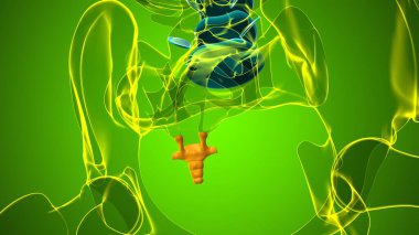 İnsan İskeleti Omurga Kol Kolonu veya Kuyruk Kemiği Anatomi 3 Boyutlu İllüstrasyon