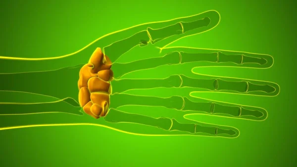 Anatomia Ossea Dei Carpali Del Polso Della Mano Dello Scheletro — Foto Stock