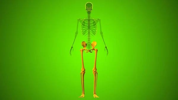 Menselijk Skelet Onderste Ledematen Anatomie Illustratie — Stockfoto