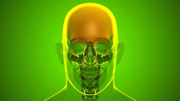 医学概念三维图解中的人体骷髅头盖骨解剖 — 图库照片