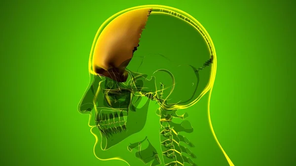 Human Skeleton Skull Frontal Bone Anatomy For Medical Concept 3D Illustration