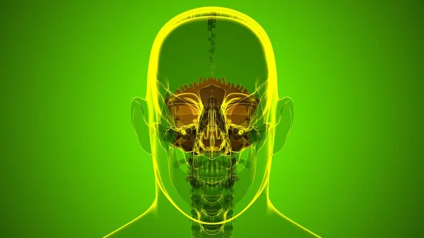 Human Skeleton Skull Occipital Bone Anatomy Medical Concept Illustration — Stock fotografie