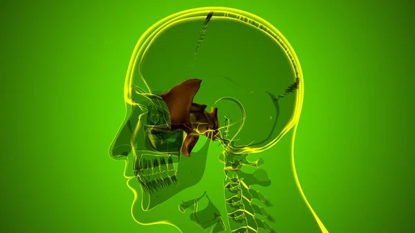 Menselijke Skelet Schedel Sphenoid Bot Anatomie Voor Medisch Concept Illustratie — Stockfoto