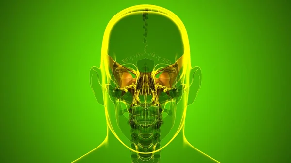 Human Skeleton Skull Sphenoid Bone Anatomy Medical Concept Illustration — Stock fotografie