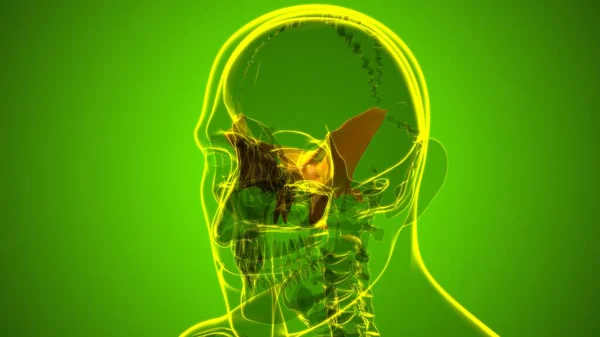 Menschliches Skelett Schädel Sphenoid Bone Anatomy Für Medizinisches Konzept Illustration — Stockfoto