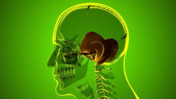 Human Skeleton Skull Temporal Bone Anatomy Medical Concept Illustratie — Stockfoto