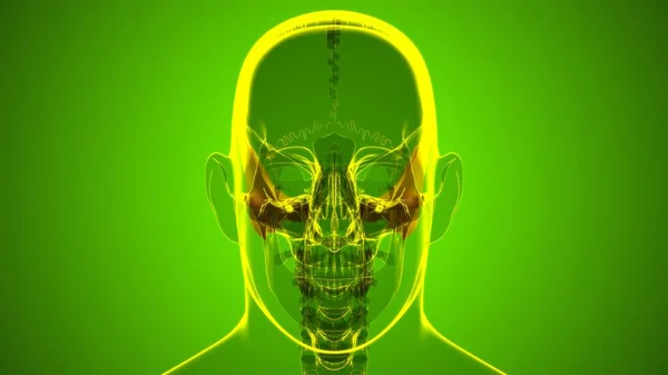 Human Skeleton Skull Temporal Bone Anatomy For Medical Concept 3D Illustration